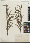 Foto von Salix purpurea L.
